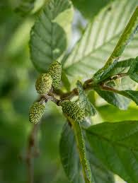 Alnus serrulata, smooth alder