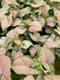Syngonium podophyllum, Arrowhead vine (red)