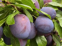 Prunus domestica 'Kenmore'. plum