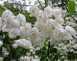 Halesia carolina, Carolina silverbells
