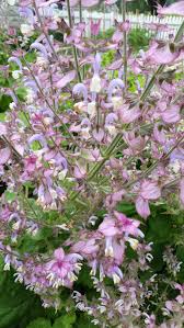Salvia sclarea, clary sage