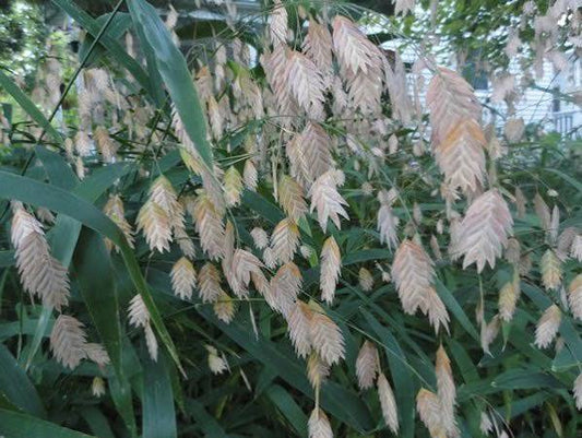 Chasmanthium latifolium, river oats [SEEDS]