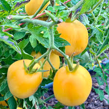 Garden peach tomato (Sankofa grown)