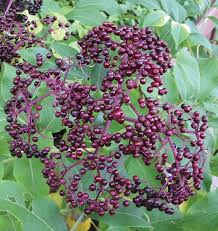 Sambucus canadensis, elderberry