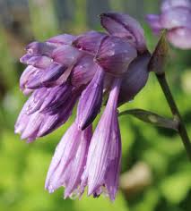 Hosta spp., Hosta