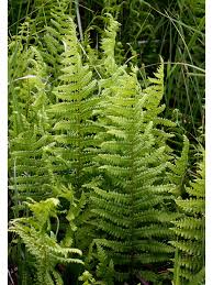 Thelypteris palustris, marsh fern