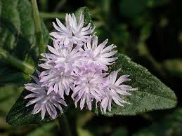 Elephantopus caroliniana, elephant's foot [SEEDS]