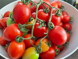 Solanum lycopersicum, Principe borghese tomato
