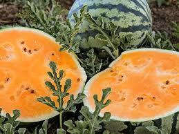 Citrullus lanatus, Leelanau sweetglo watermelon