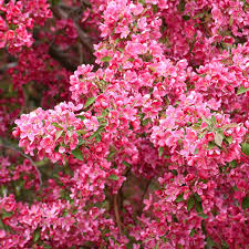 Malus ioensis 'Prairiefire', Prairiefire crabapple