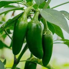Capsicum annuum, early jalepeño pepper