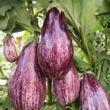 Solanum melongena , eggplant 'Listada de Gandia' [SEEDS]