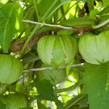 Physalis ixocarpa, Rio Grande verde tomatillo