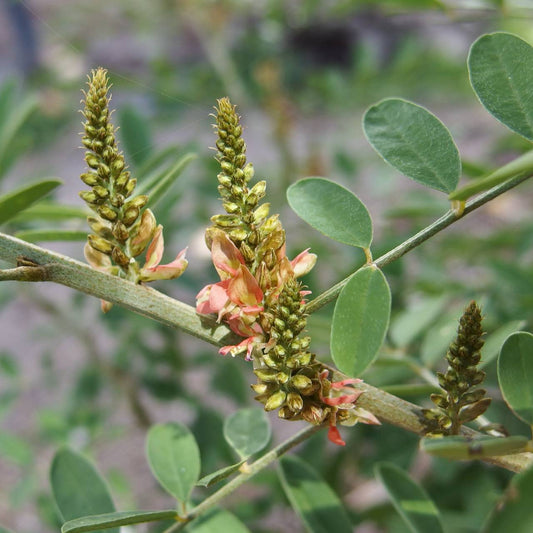 Indigofera suffruticosa, Ossabaw Indigo