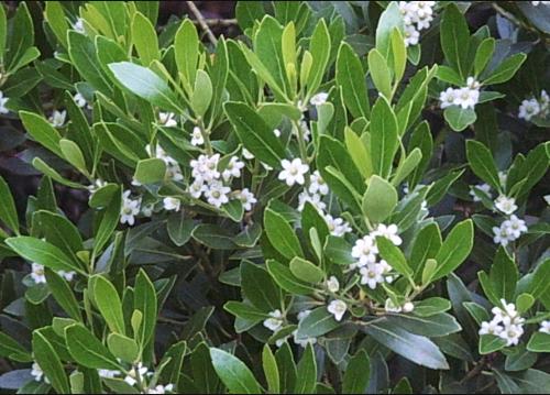 Ilex glabra, Inkberry