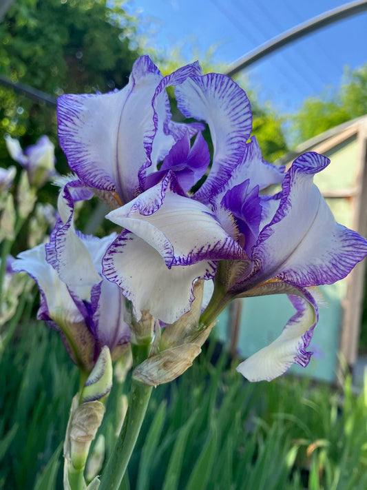 Iris pallida 'plicata', Dalmation iris plicata