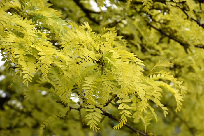 Gleditsia triacanthos f. infermis, skyline honey locust