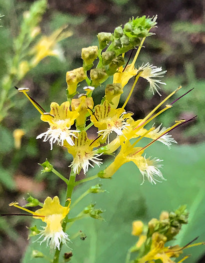 Collinsonia canadensis, stoneroot [SEEDS]