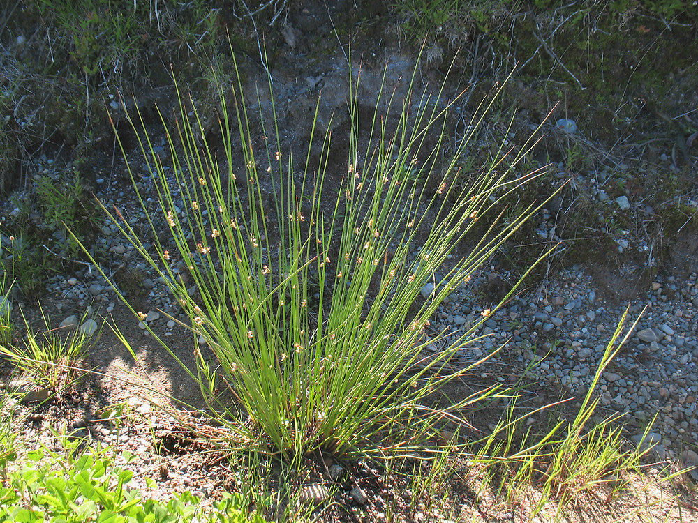 Juncus effusus, Soft rush