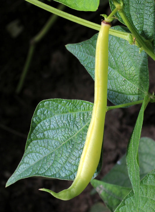 Phaseolus vulgaris, Purple Kingsessing Bean