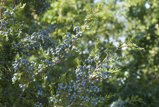 Juniperus communis, common juniper