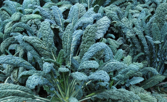 Brassica oleracea, Nero di Toscana Kale