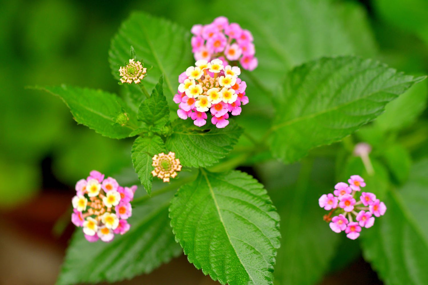 Lantana camara, lantana