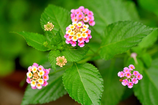 Lantana camara, lantana