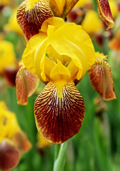 Iris 'San Souci', San Souci iris