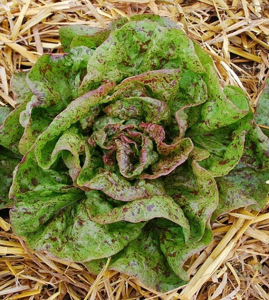 Latuca sativa, Speckled trout lettuce