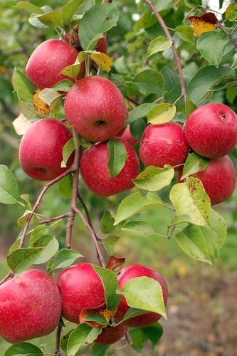 Malus domestica 'Liberty', Liberty apple