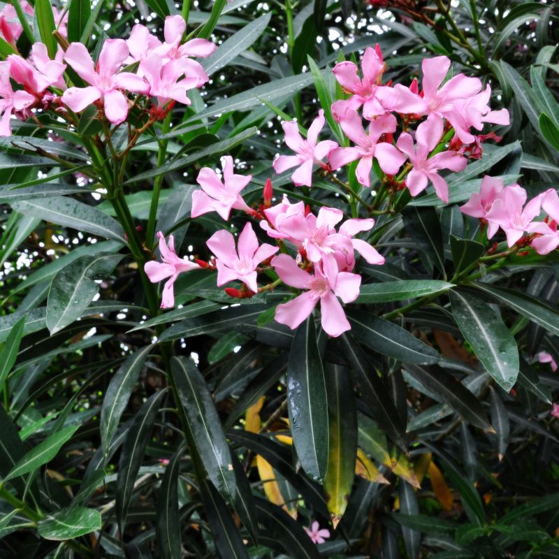Nerium oleander, Oleander