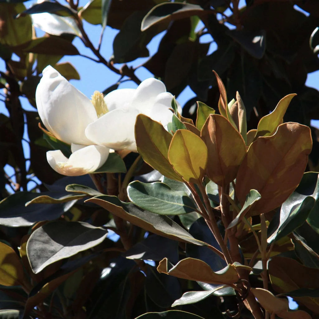 Magnolia grandiflora, southern magnolia