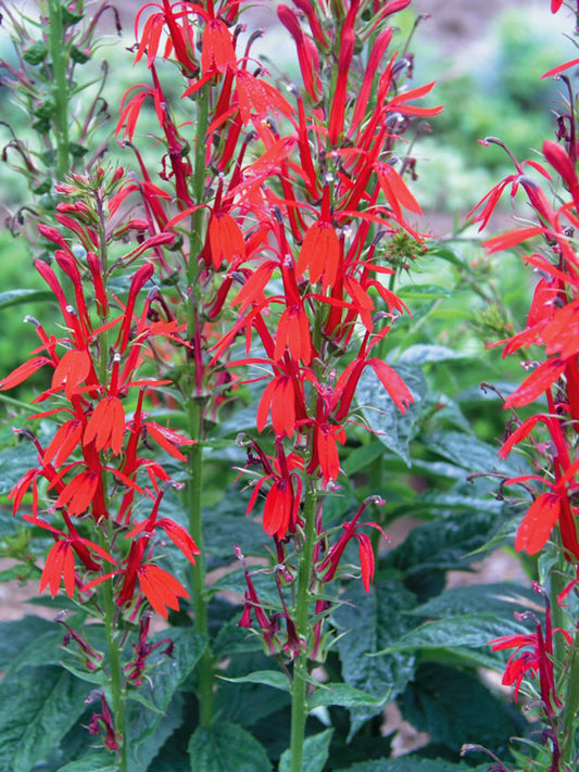 Lobelia cardinalis, Red cardinal flower