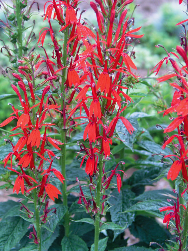 Shade Pollinator Garden Package: Small (Red/White/Purple)