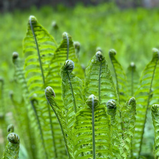 Matteuccia struthiopteris, ostrich fern