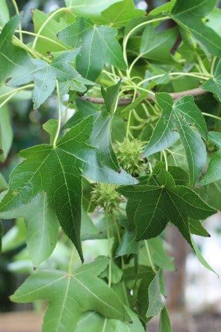 Liquidambar styraciflua, sweet gum