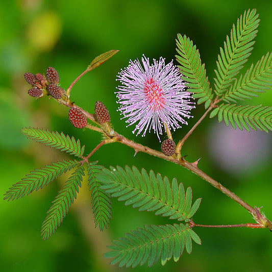 Mimosa pudica, senstive plant