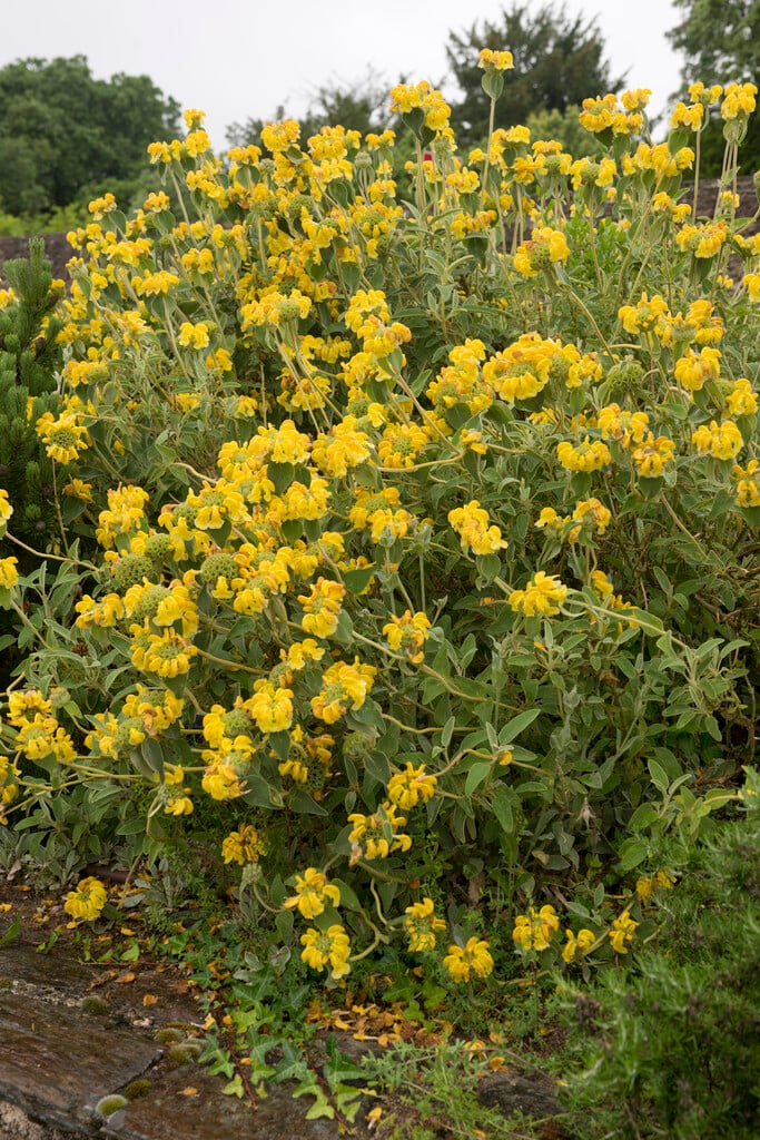 Phlomis fruticosa, Jerusalem sage