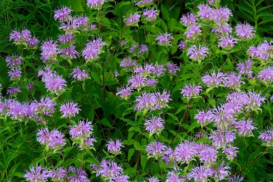 Monarda fistulosa, Wild bergamot