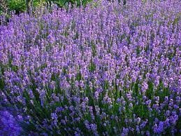 Lavandula angustifolia, English Lavender