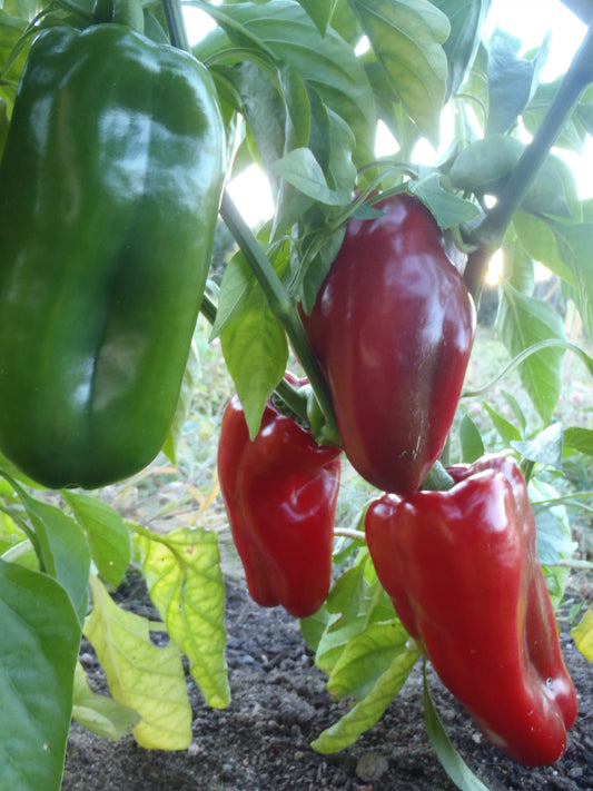 Capsicum annuum, Napoleon Sweet Pepper