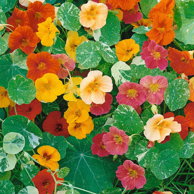 Trapaeolum majus 'Alaska', Nasturtium 'Alaska' mix