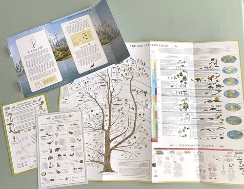 Natural History Pocket Chart #1- Life On Earth From Fairhope Graphics