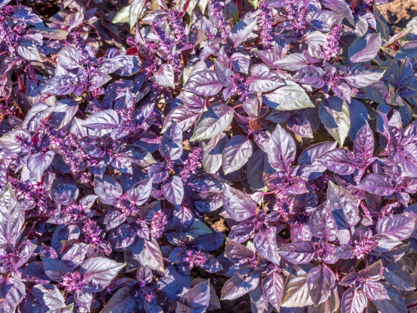 Ocimum basilicum, purple basil