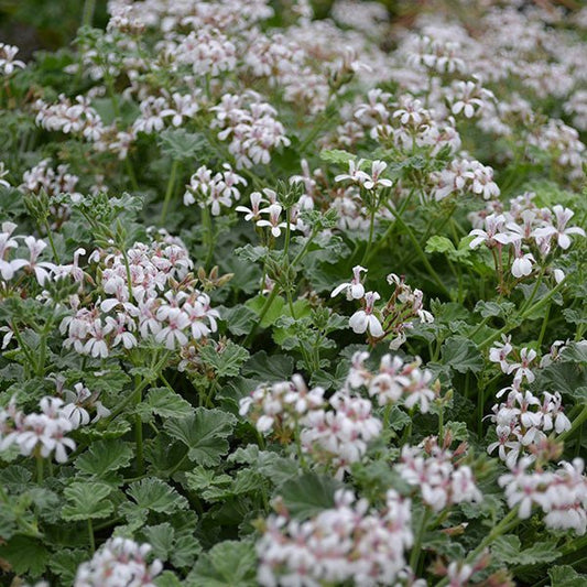 Pelargonium fragrans 'Variegatum', variegated nutmeg geranium