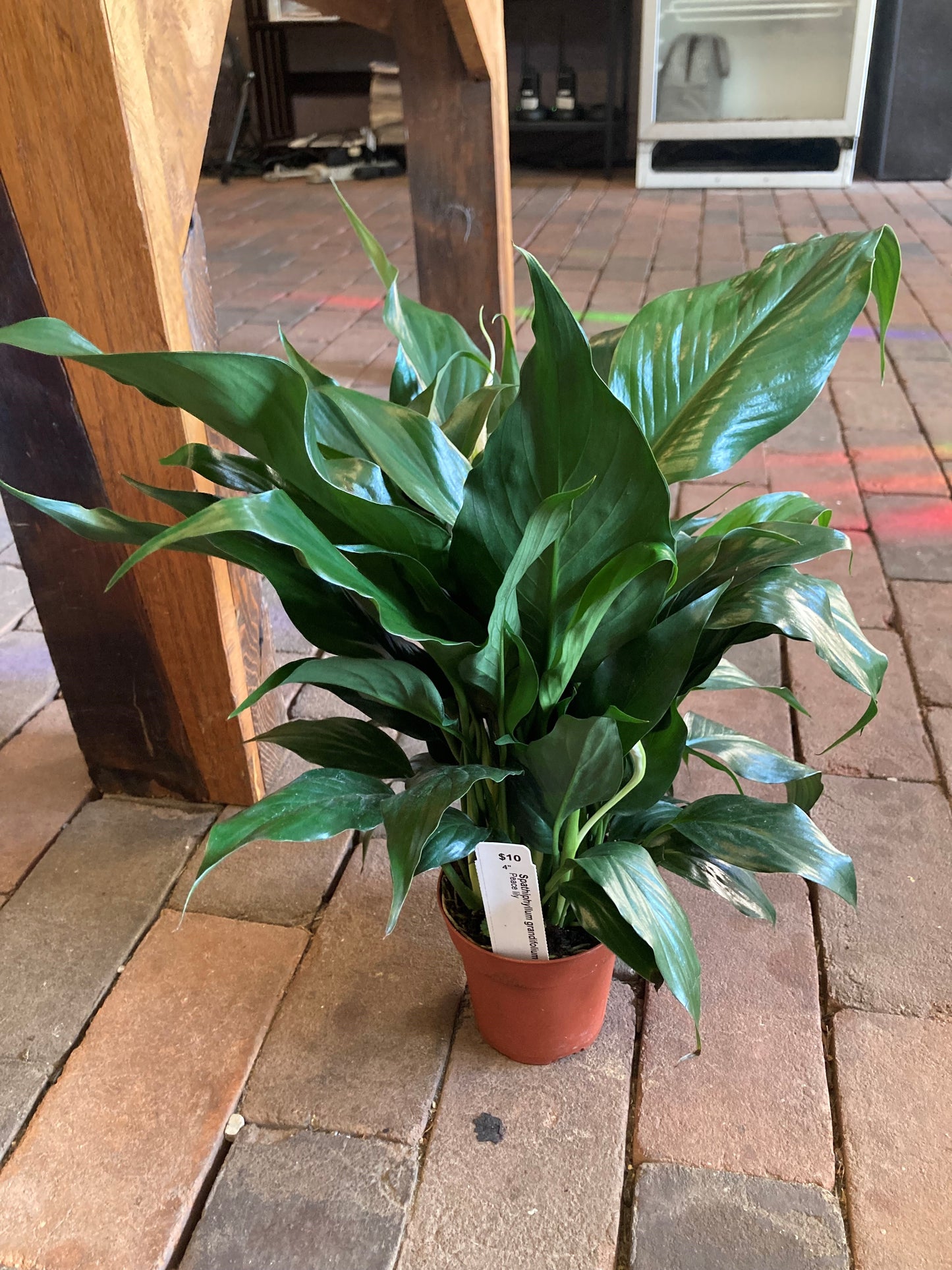 Spathiphyllum grandifolium, Peace lily