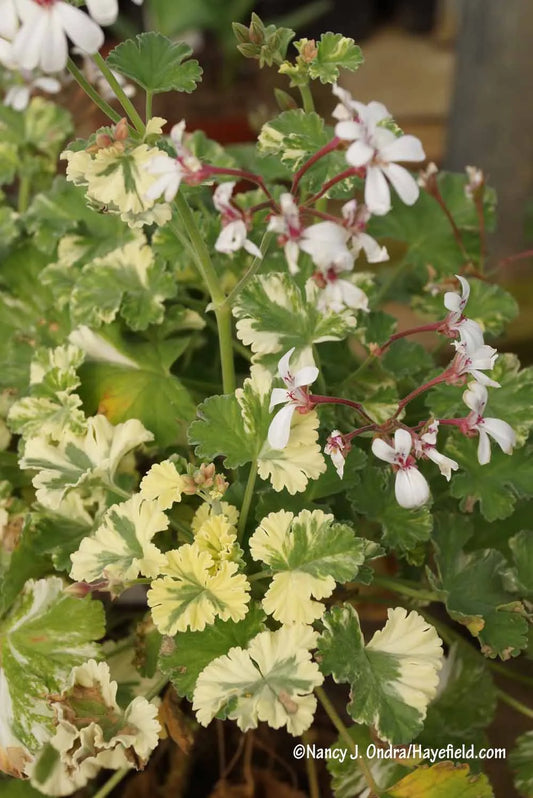 Pelargonium fragrans 'Variegatum', Variegated nutmeg geranium