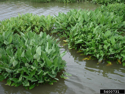 Peltandra virginica, arrow arum