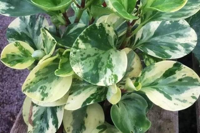 Peperomia obtusifolia 'variegata', Variegated baby rubber plant